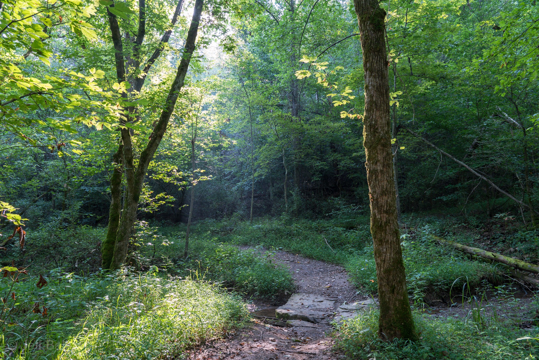 Lost trail at Beech Fork State Park