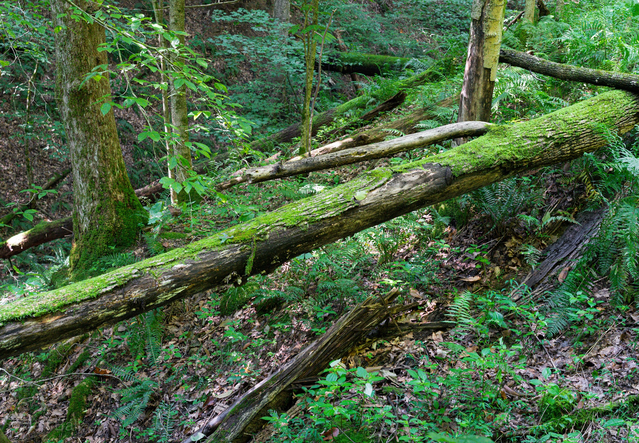 Lost trail at Beech fork State Park