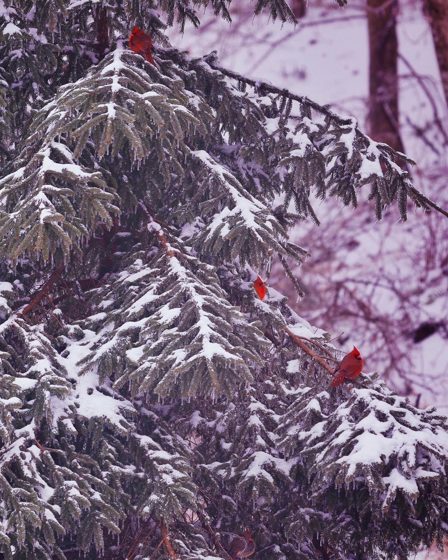 Four cardinals in a spruce. Playing with william optics redcat scope and modified Canon RP on a ice storm-power outage day. #williamopticsredcat51 #redcat51 #canonrp #winterbirds #cardinals