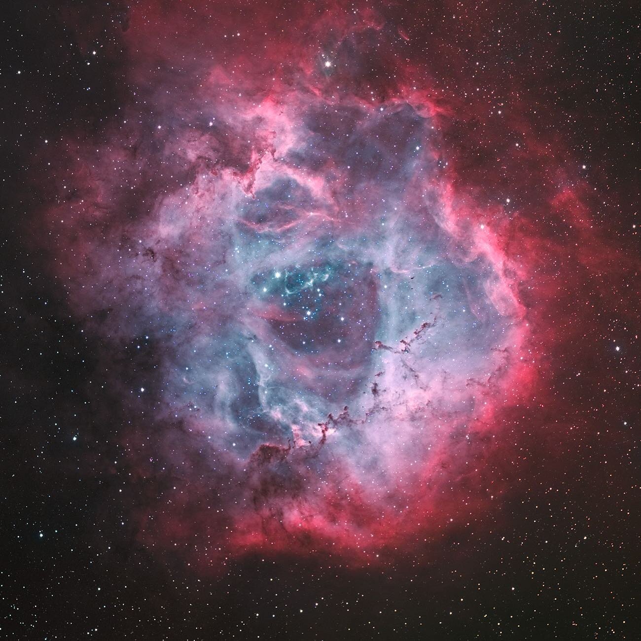 A cosmic rose for my valentine!  A bright nebula 5.5 thousand light years distant in the constellation Monoceros. Celestron RASA with ZWOASI294MMpro at 2.3 microns with hydrogen alpha as luminance and ZWOASI294MCpro with Optolong L Extreme filter for