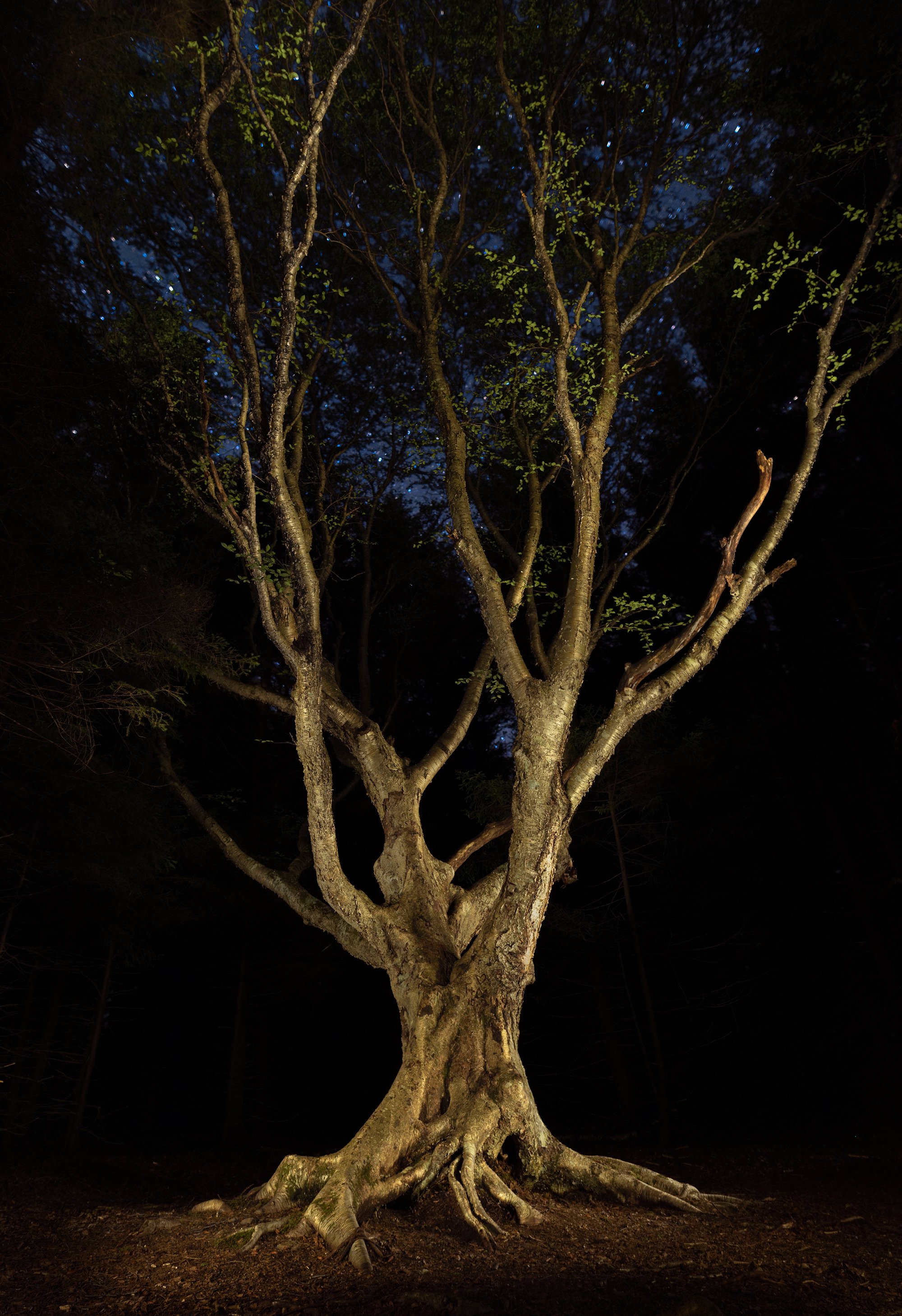 Enchanted Tree of Dolly Sods