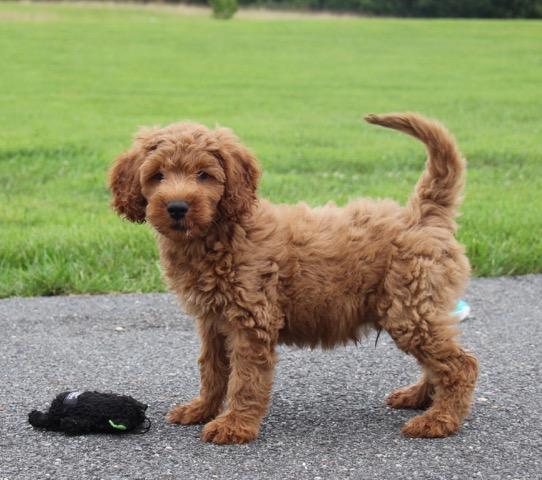 Family Friendly Goldendoodle puppy