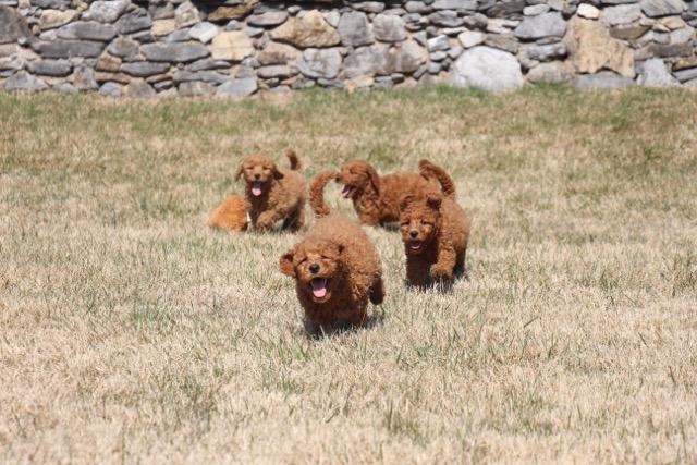 Red Goldendoodles at play