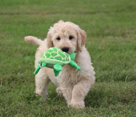 Goldendoodle Puppy Love
