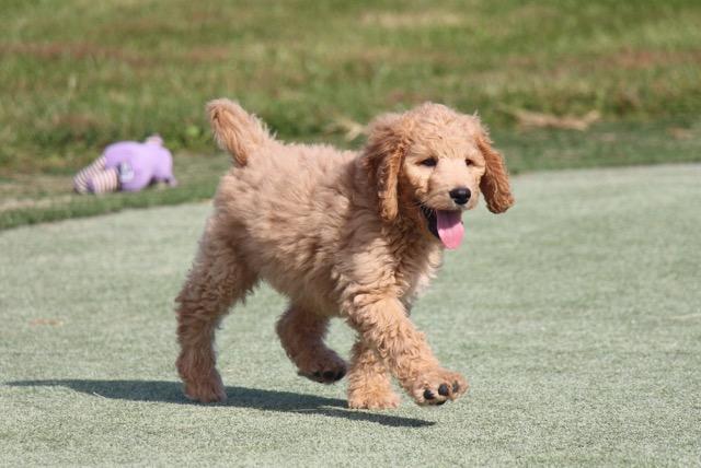 Goldendoodle at Play