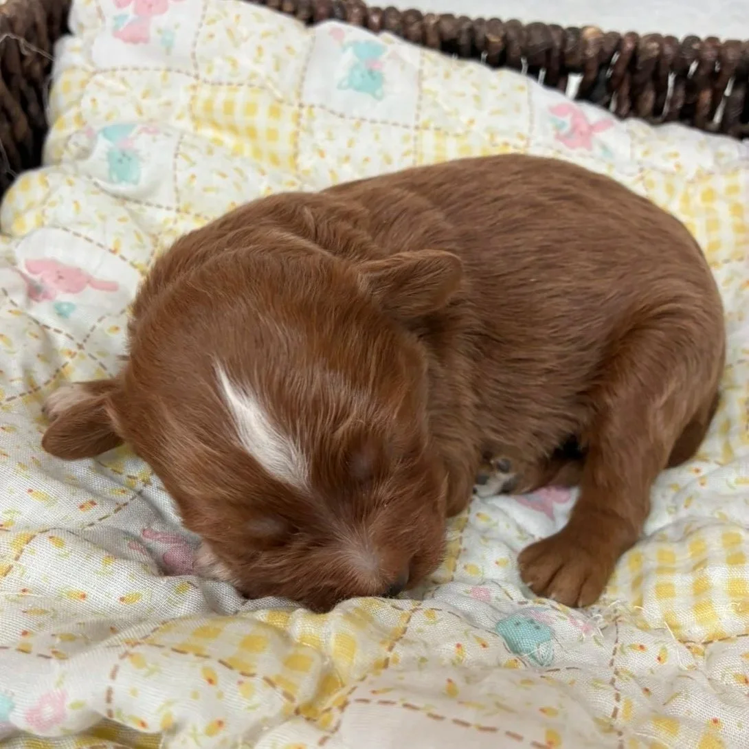 Red male with head stripe