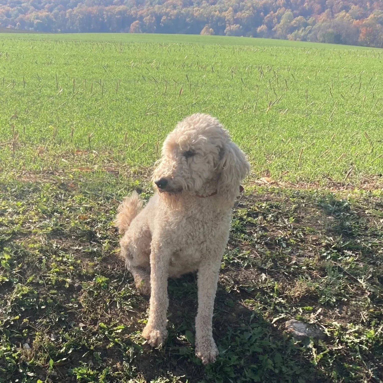 Rosie