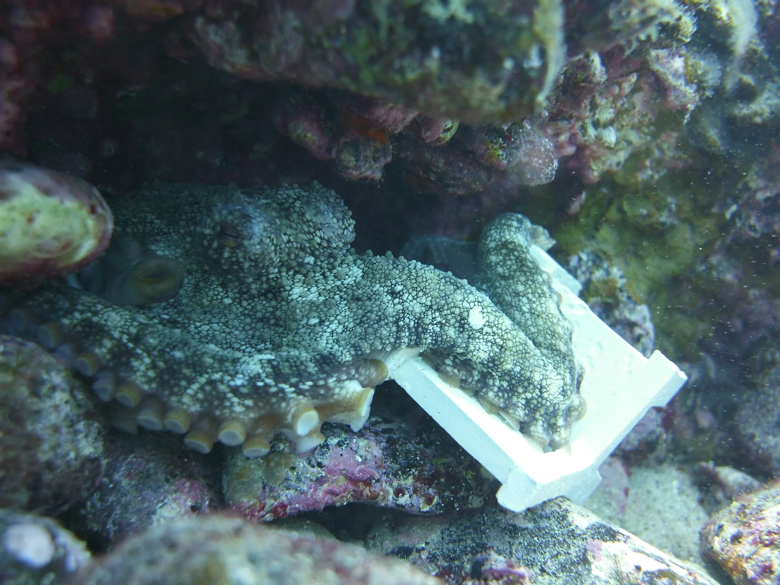 UNDERWATER INSPIRATION