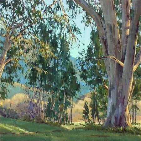 Eucalyptus Grove