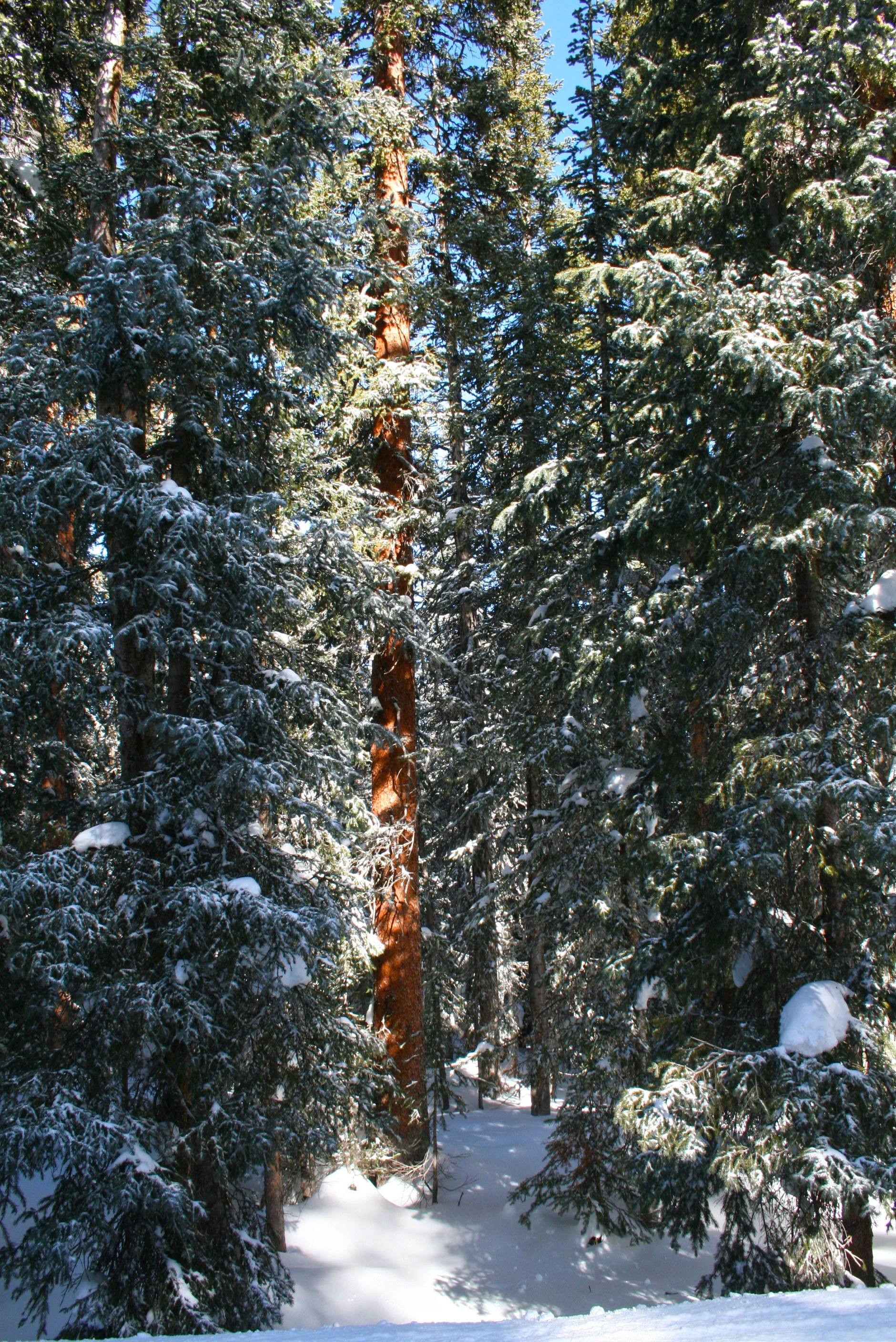 trees.jpg