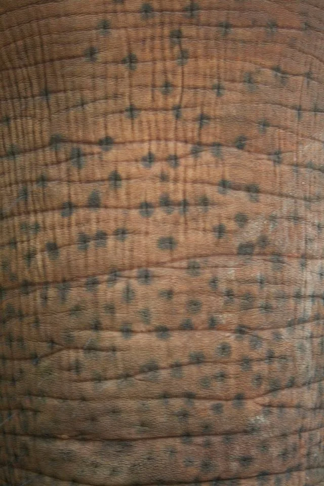 10551095_691693527585271_7248157233923897681_n.jpg