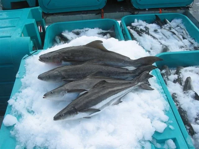 Cobia_on_ice.jpg