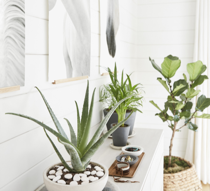 Planting Health &amp; Happiness