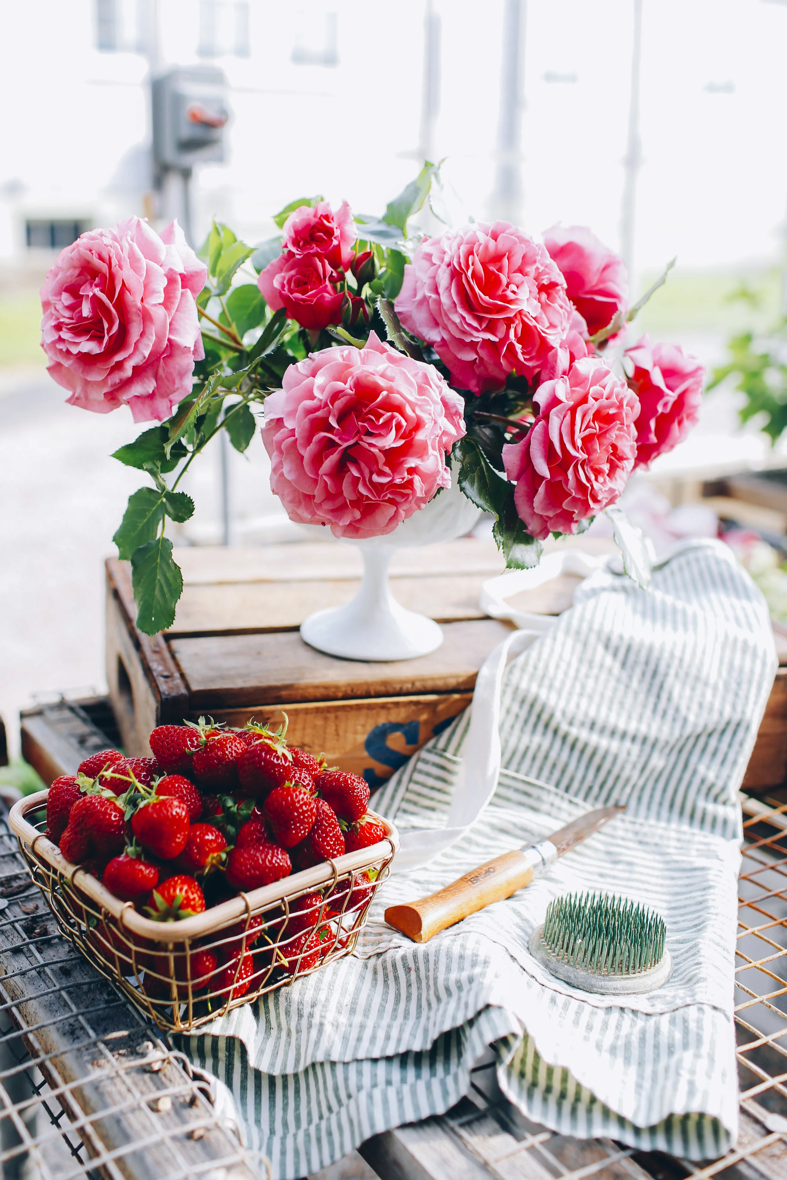 roses 6.jpg