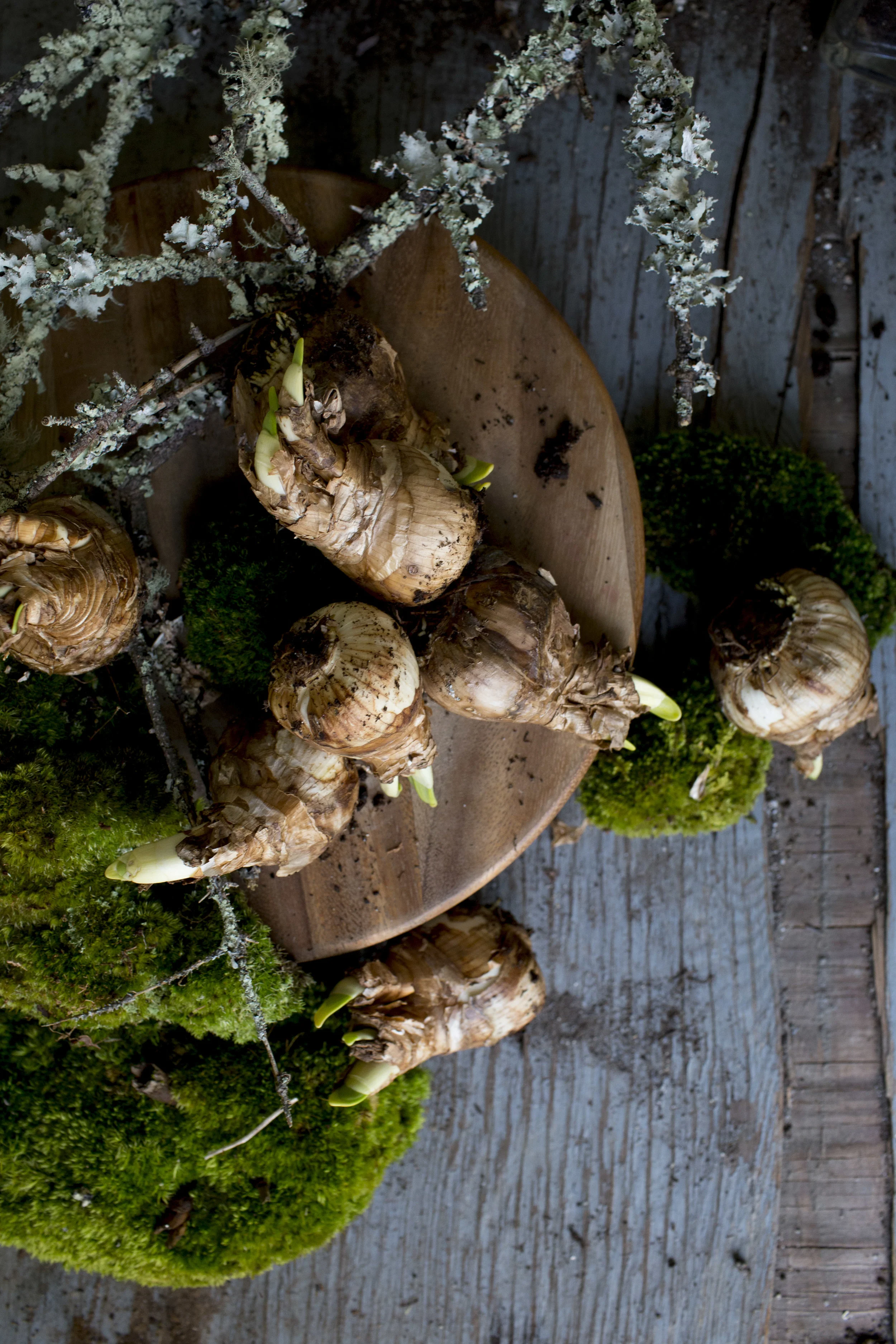 bulb forcing close up still life.jpg