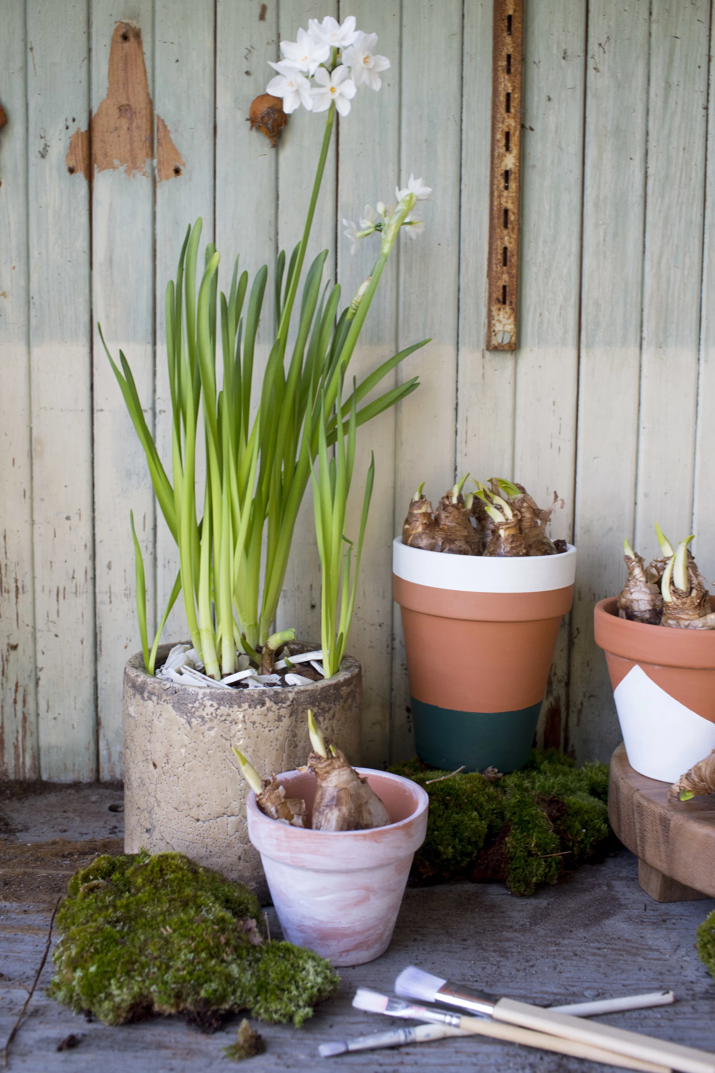 bulb forcing final-vertical.jpg