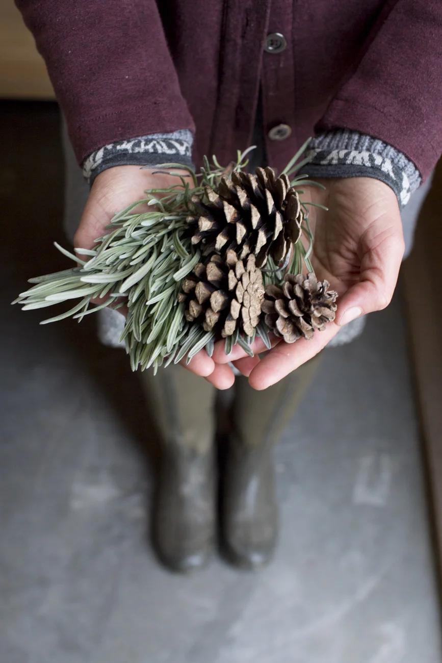 pinecones phoebe.jpg