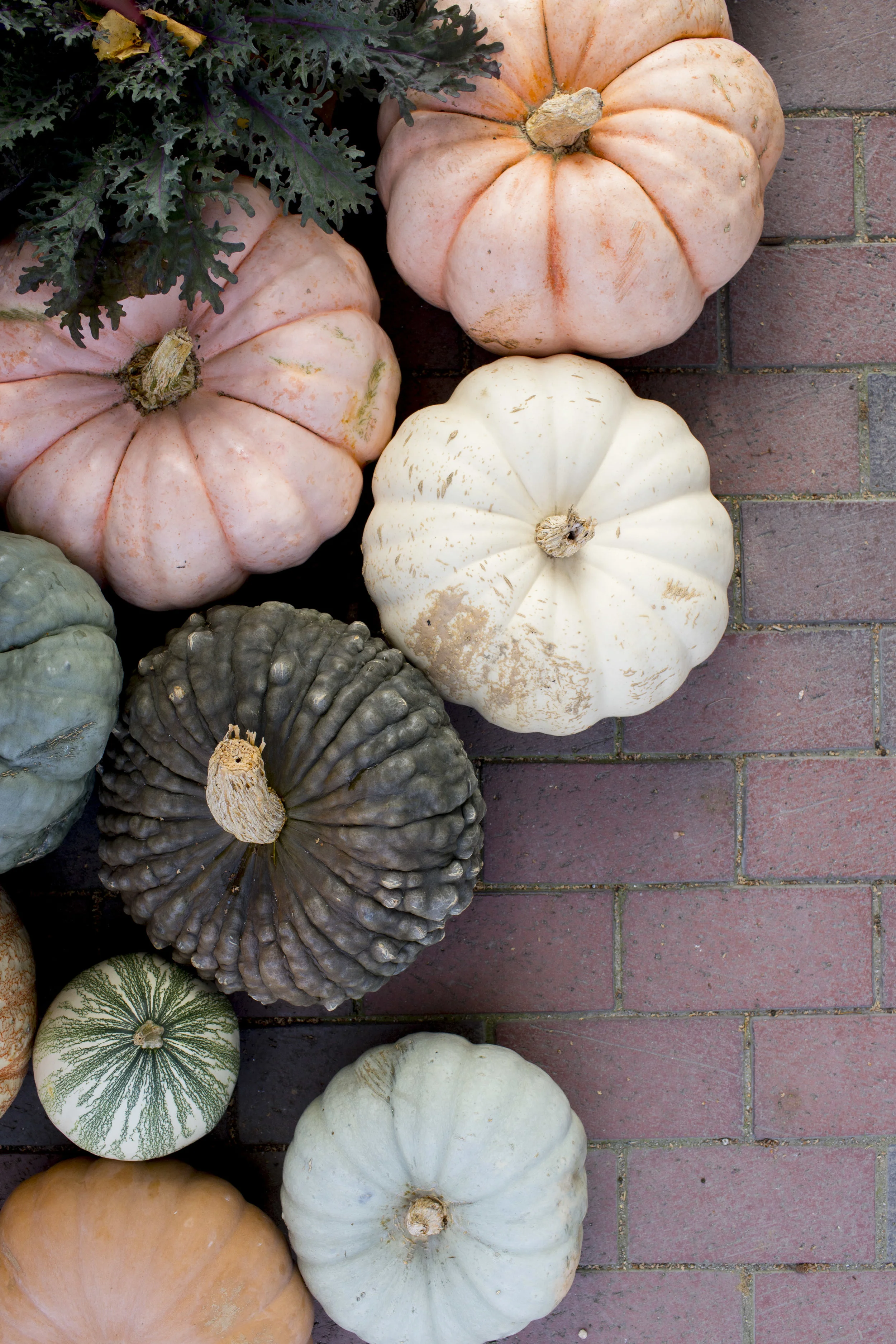 pumpkins.jpg