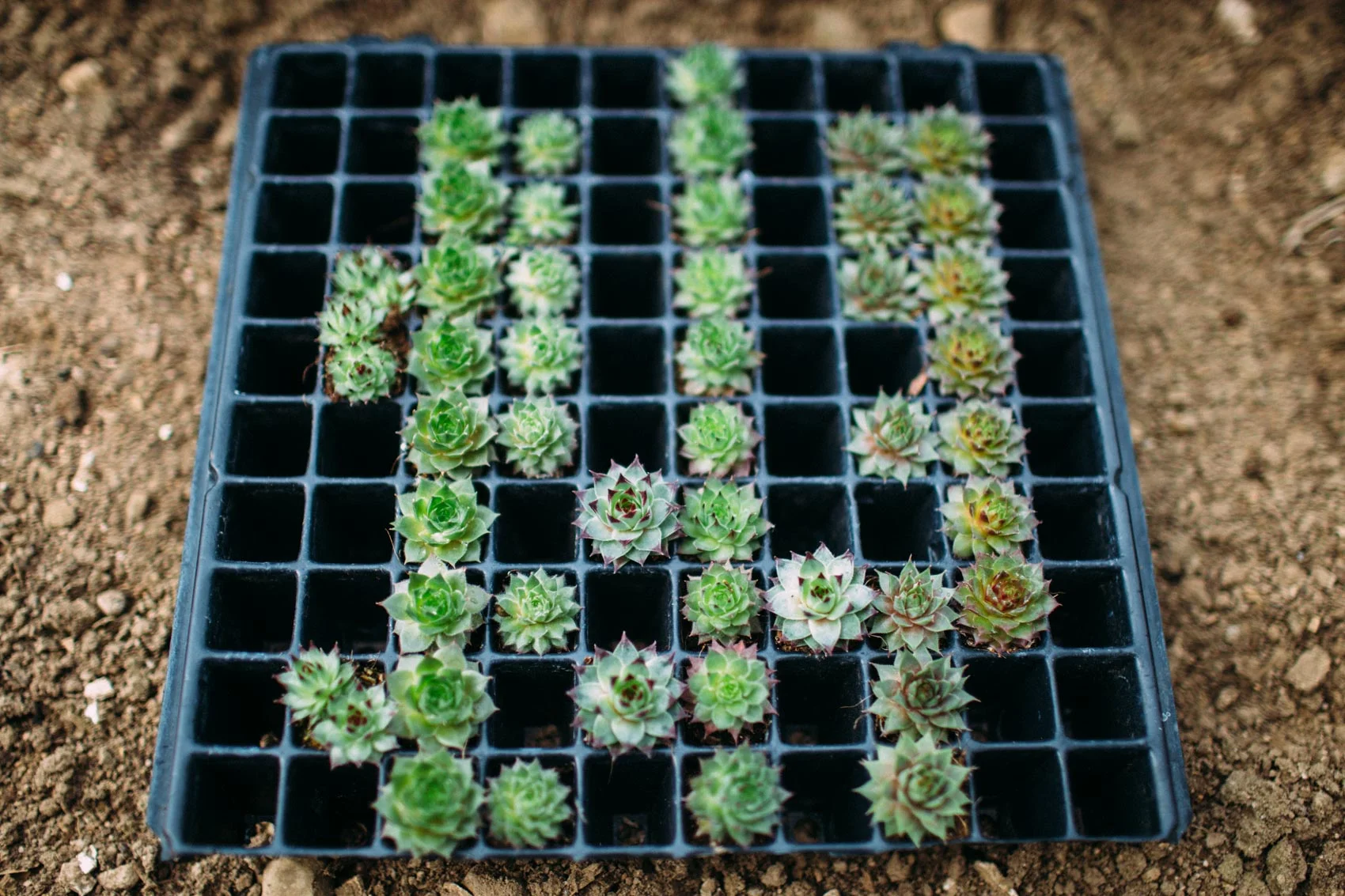 tray of succulents jess ann kirby newport ri.jpg