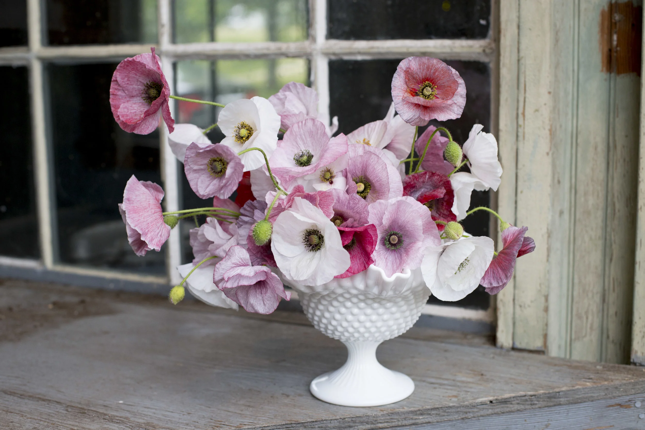 shirley poppies 6.jpg