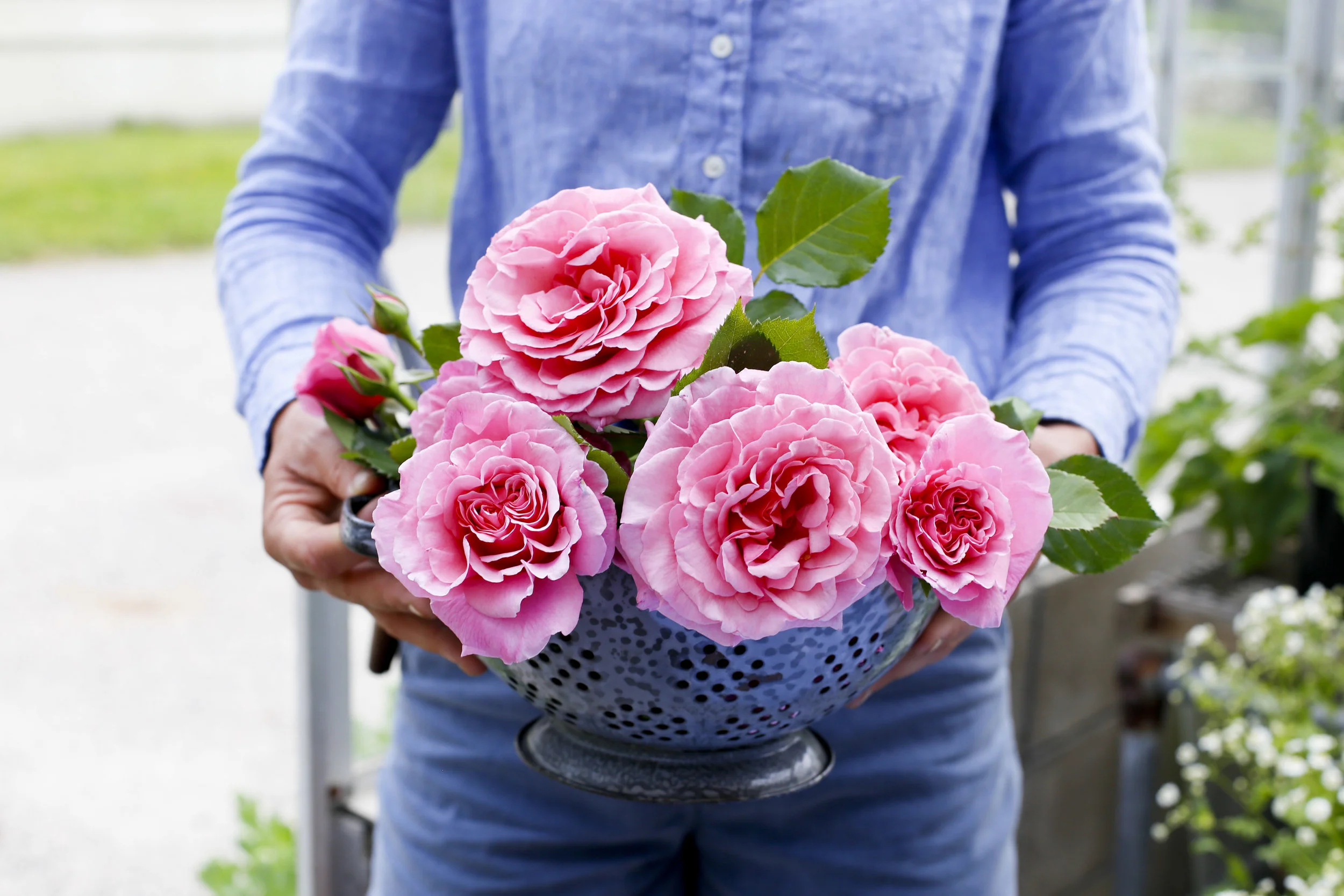 phoebe roses 2.jpg
