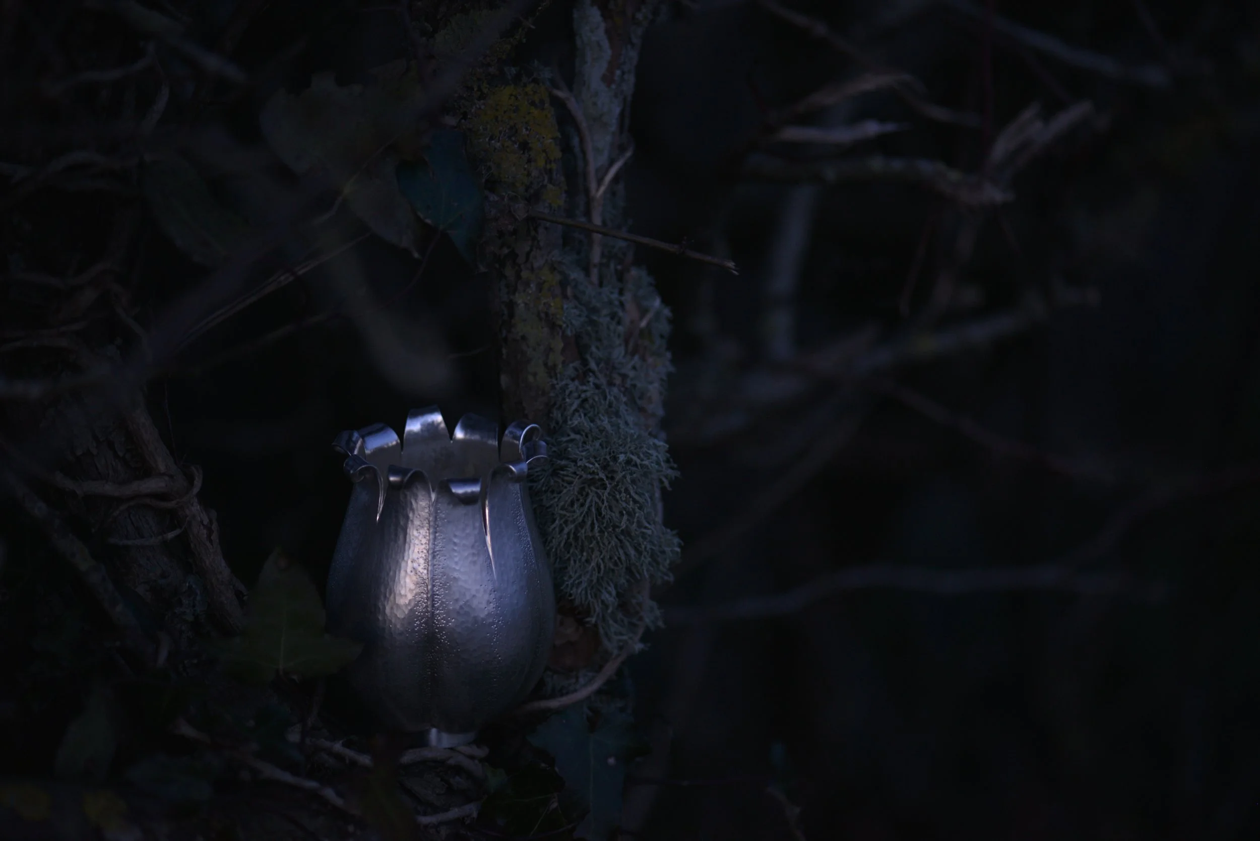 'Silene' Silver Campion Seed Vessel - Abigail Brown