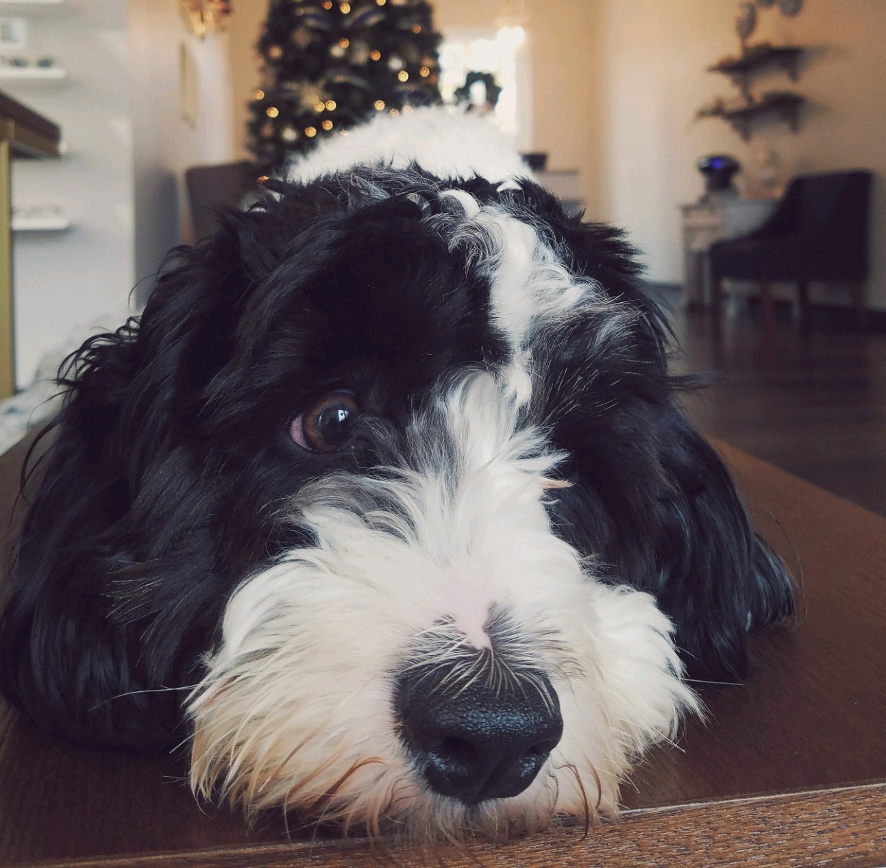 eye+doctor+winston+salem+nc+office+dog.jpg