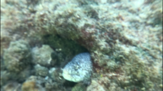 If adorable turtles aren’t your thing, spot the eel.