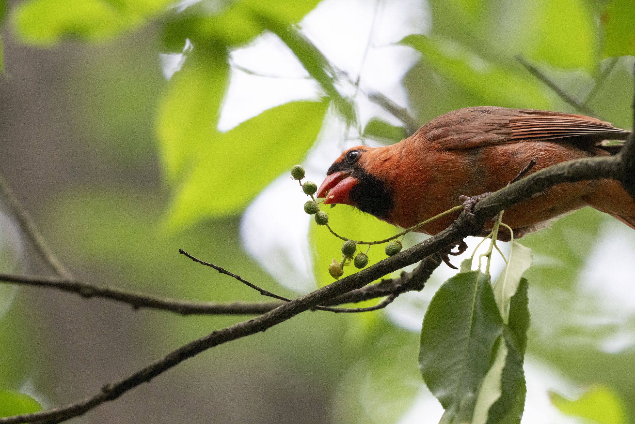 NikonBird_1.jpg