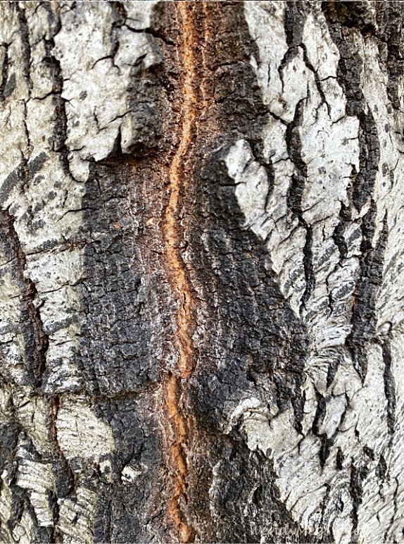 Finding Inspiration in the Majestic Presence of Trees — Wendy Meg ...