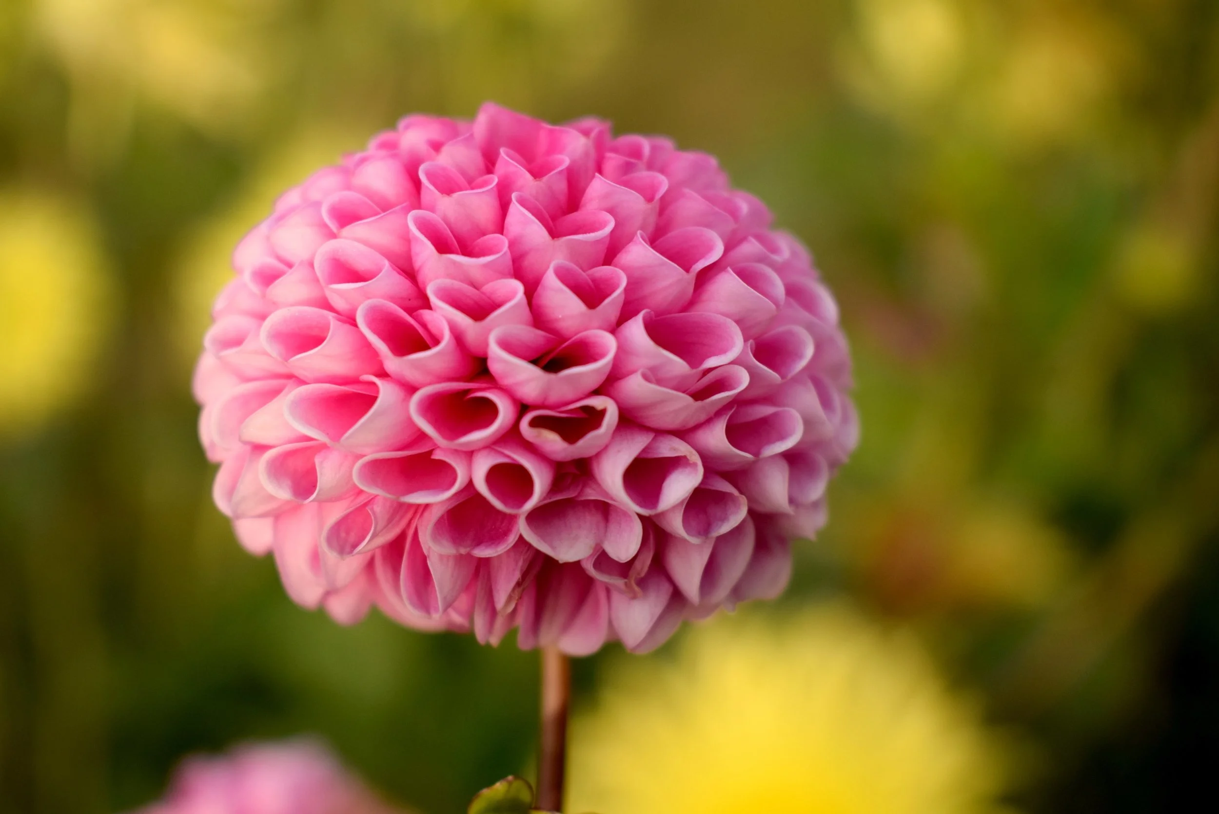beautiful-bloom-blooming-369433.jpg