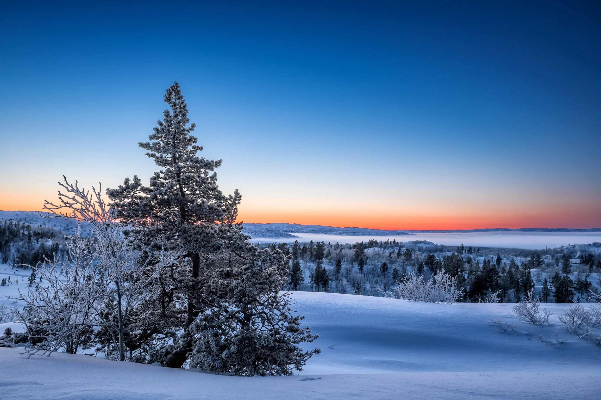 Winter Wonderland