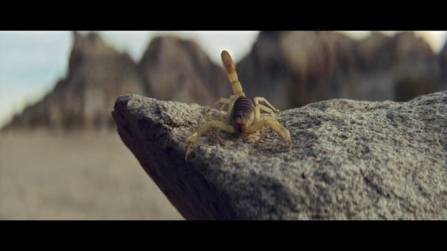 Budweiser / Wild West