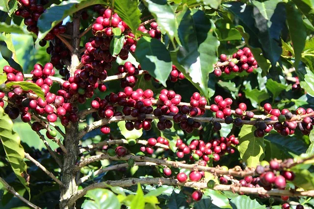Costa_Rican_Coffee_at_Doka_Estates.jpg
