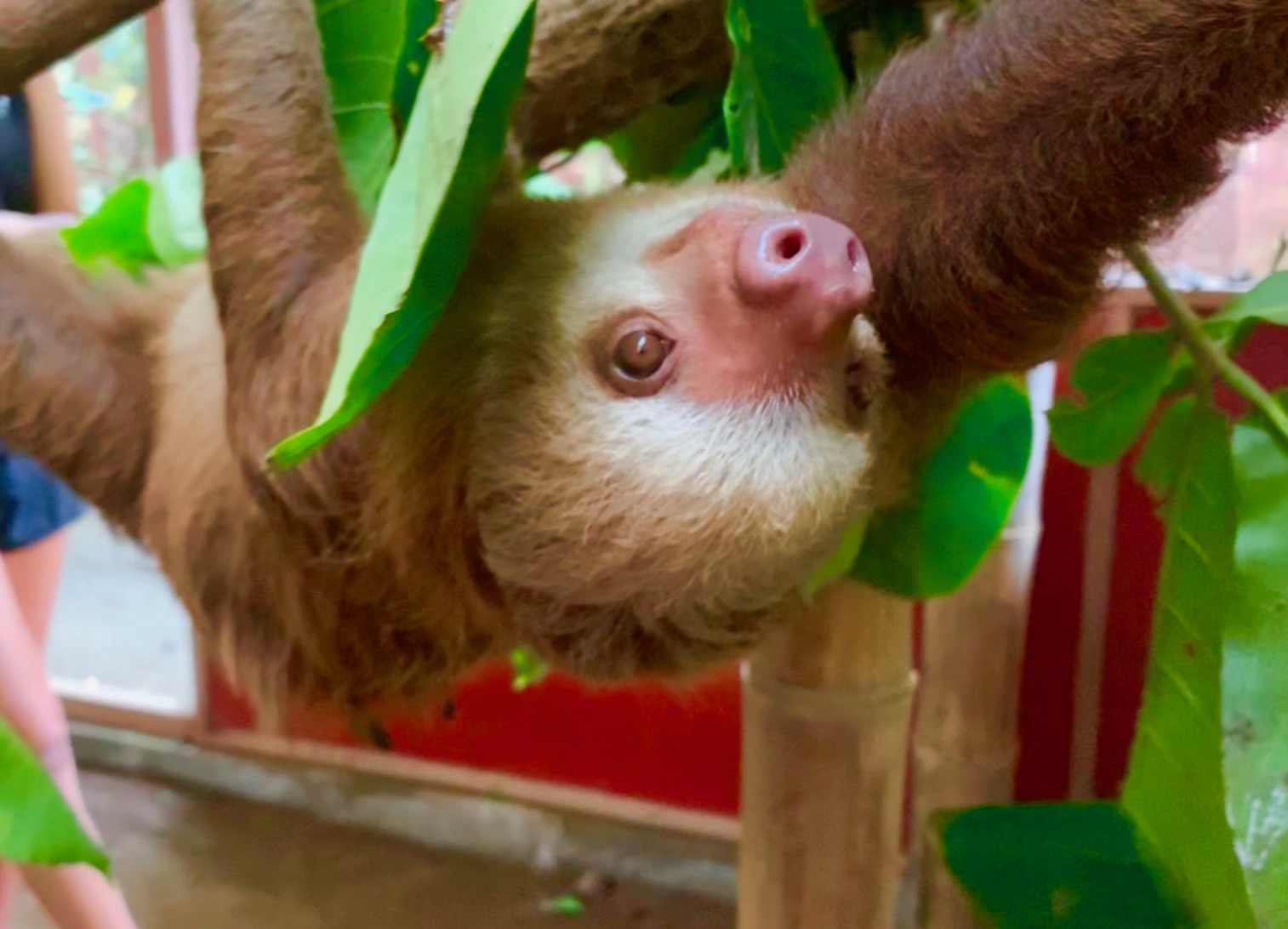 This adolescent two-toed sloth is cared for at the Jaguar Rescue Center near Puerto Viejo, Costa Rica.
