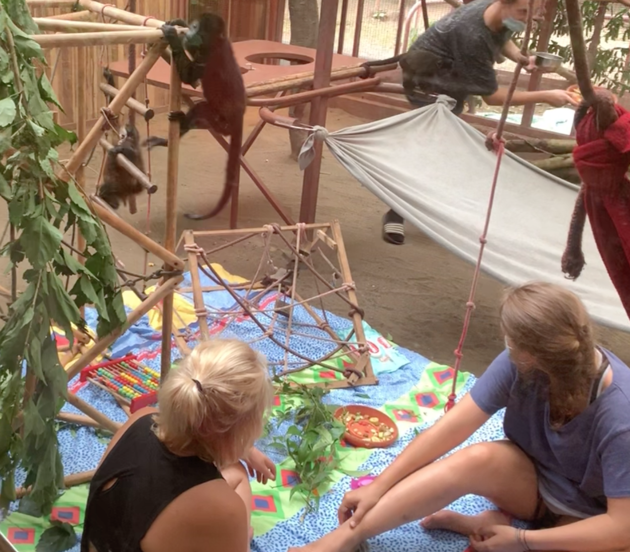 Volunteers caring for baby monkeys at the Jaguar Rescue Center.