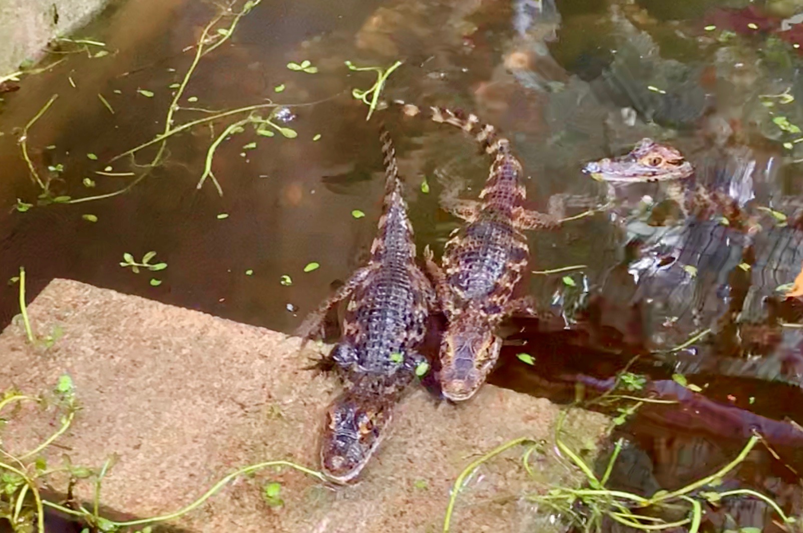 Three caimans in Costa Rica.