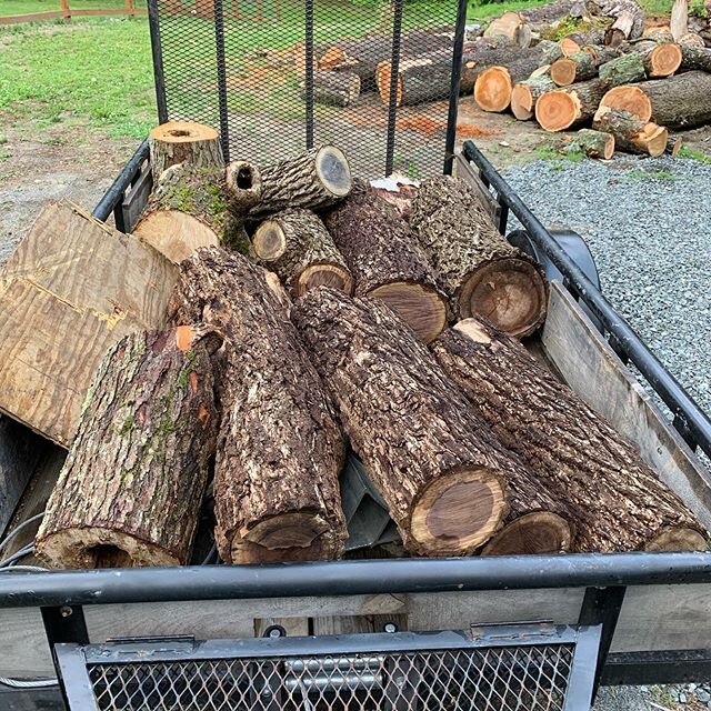 Grabbed another small load of walnut logs today. I can&rsquo;t pass up the opportunity for walnut 😁. .
.
.
.
.

#woodworking #woodcraft #woodlovers #woodart #wooddesign #woodartist #woodshop #woodturned  #woodbowl #woodenbowl  #liveedgebowl #liveedg