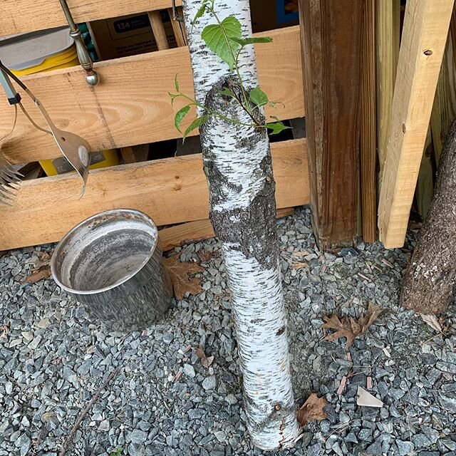 Talk about persistence. This birch log was cut down a couple of months ago and has been leaning against the fence in the backyard. Those lively looking leaves just popped up a couple weeks ago. It&rsquo;s quite amazing, against all odds nature still 