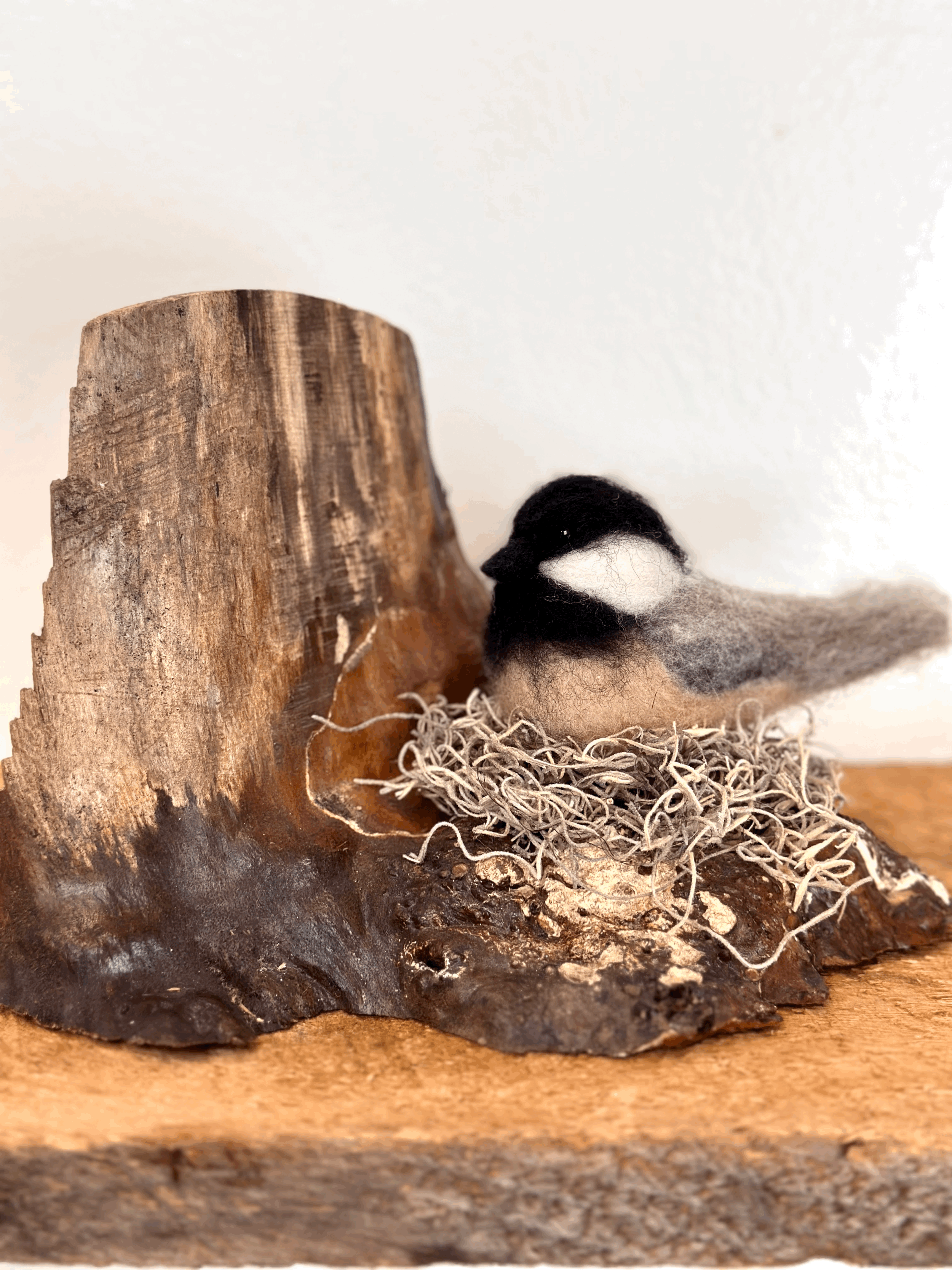 Nesting Chickadee