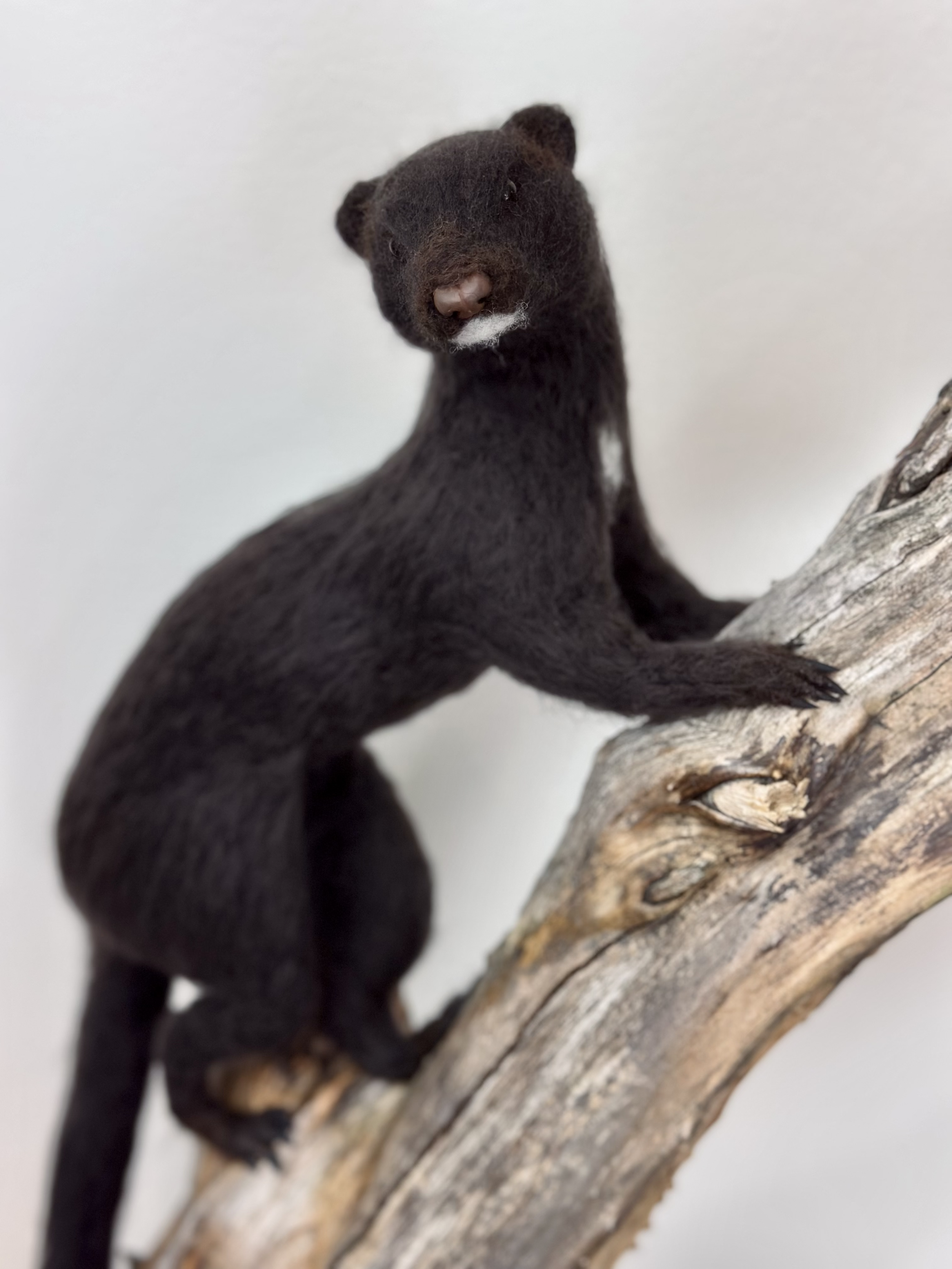 Needle Felted Life Size Mink, handmade with Merino and Corriedale Wool, mounted on a naturally unique piece of wood.