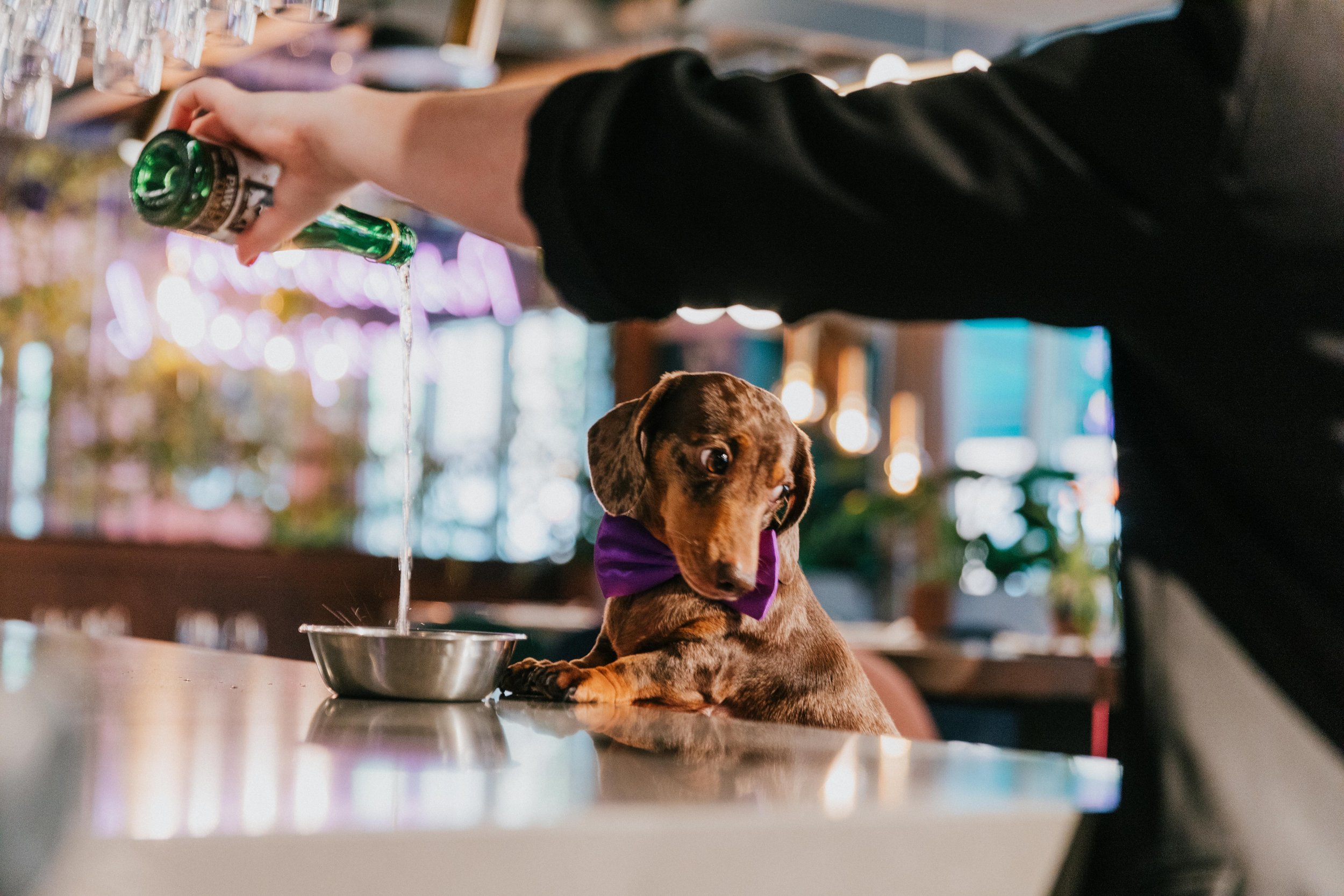 Calling All Dog Lovers: MOTLEY Manchester Unleashes Paw-some Fun for National Bring Your Dog to Work Day in June