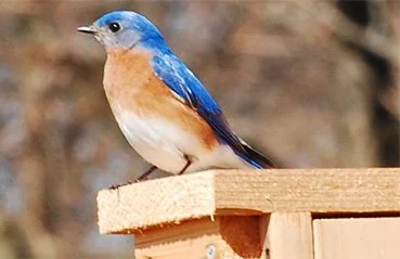 Falling for Birds: A Migratory Experience