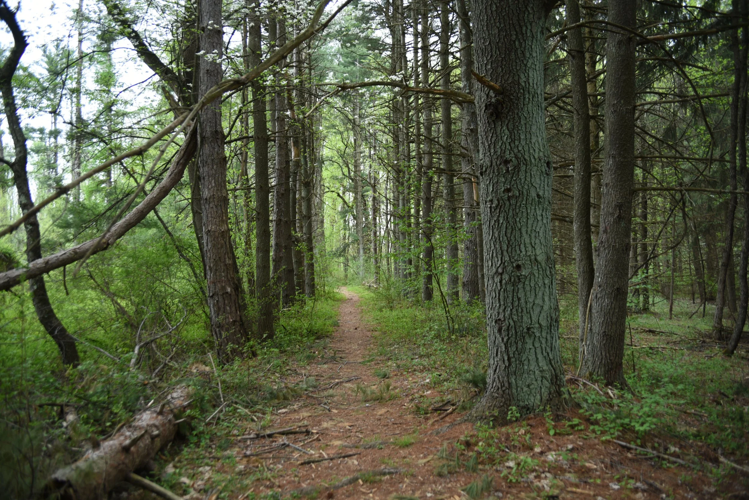 Washington Crossing State Park: Natural History &amp; Design Webinar (with the Pennington Library)