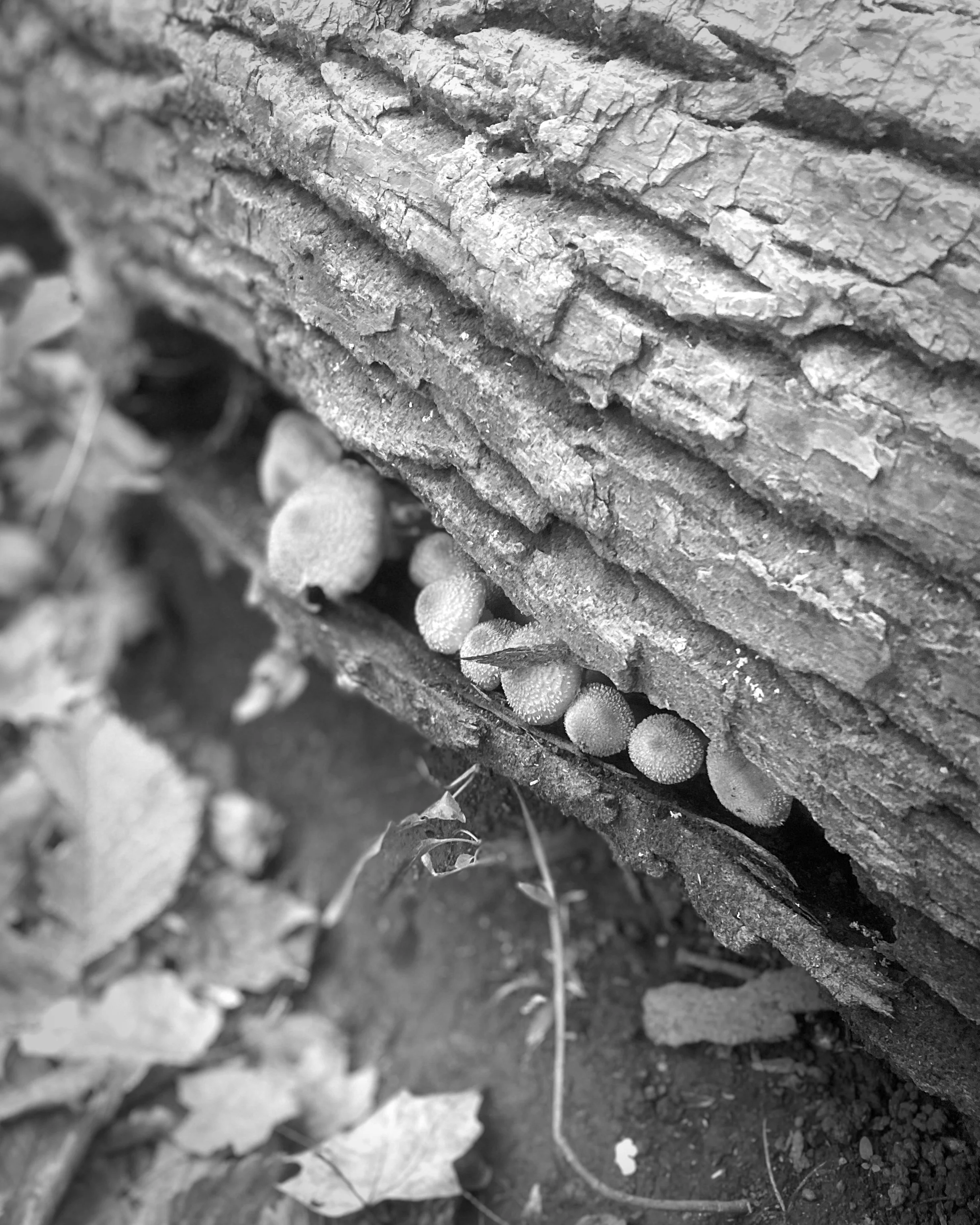 Fungi Frolic in Washington Crossing State Park