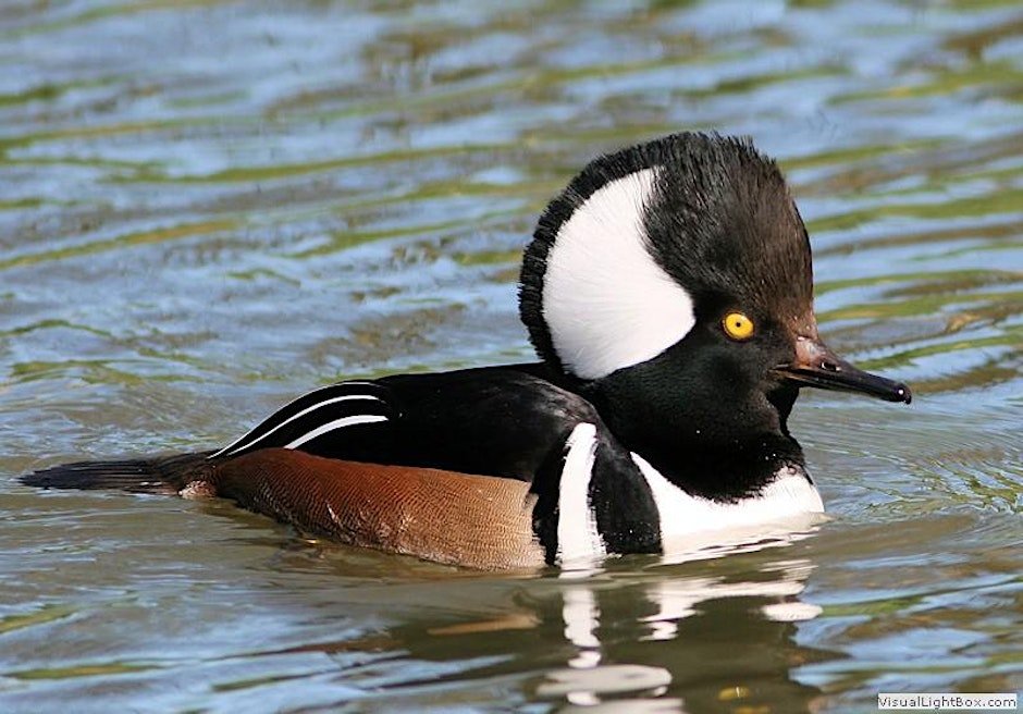 Ducks on the Delaware