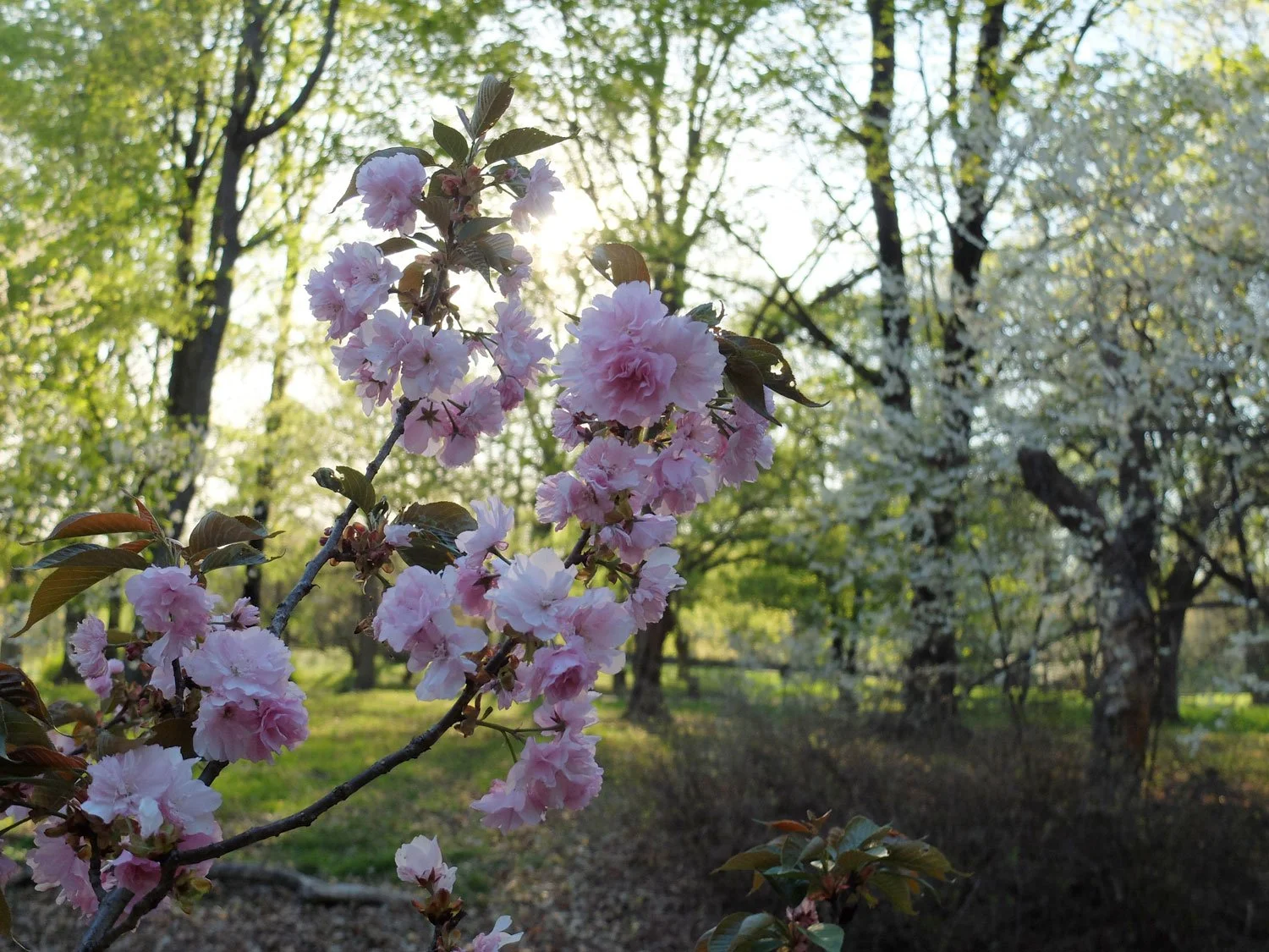 Spring Along the Crossing