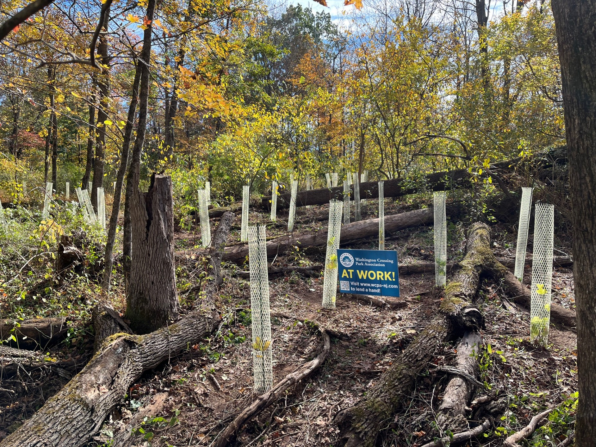 Continental Lane Forest Restoration