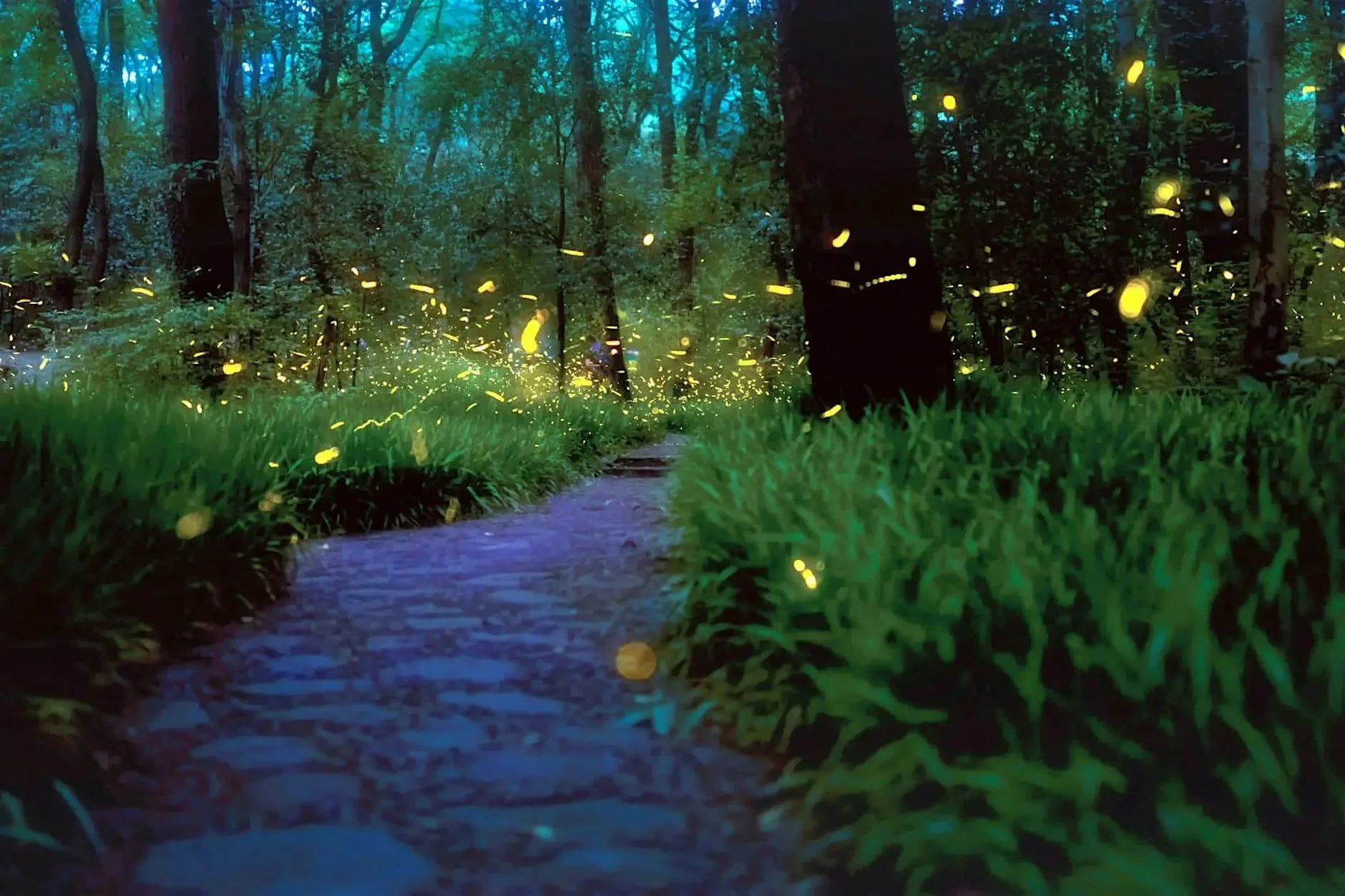 Fireflies at Washington Crossing State Park
