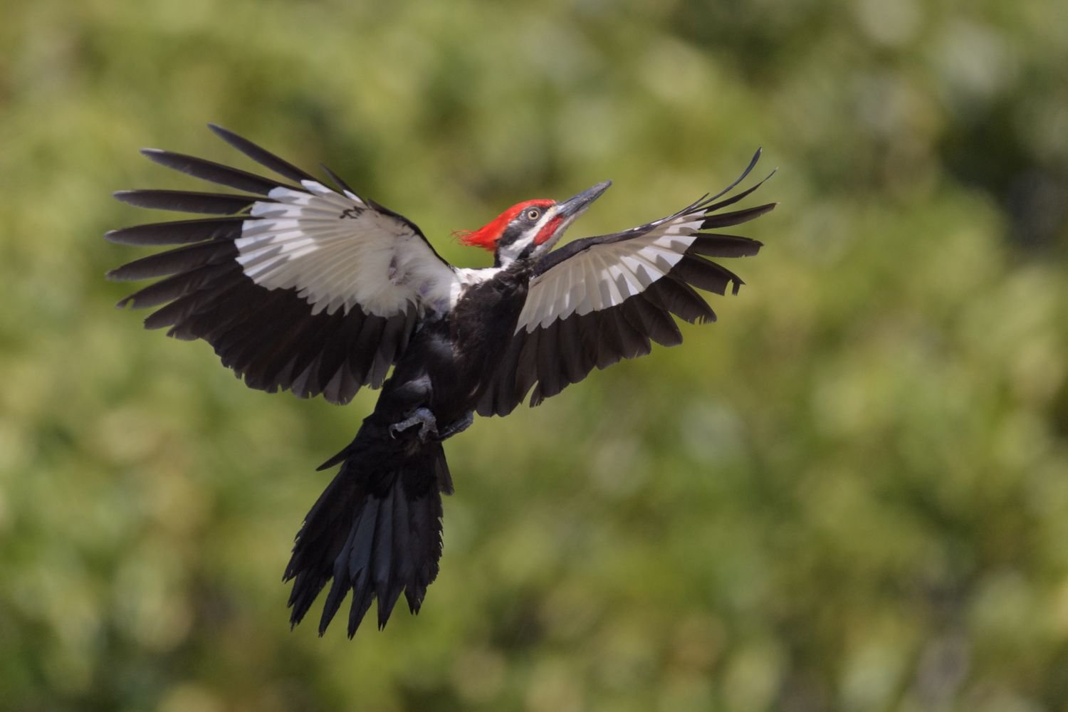 Woodpeckers at the Park!